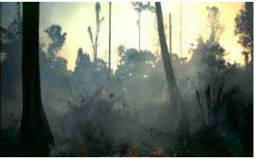 Figure 3. Forest Fire