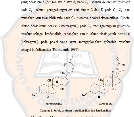 Gambar 1. Struktur dasar bufadienolida dan kardenolida 