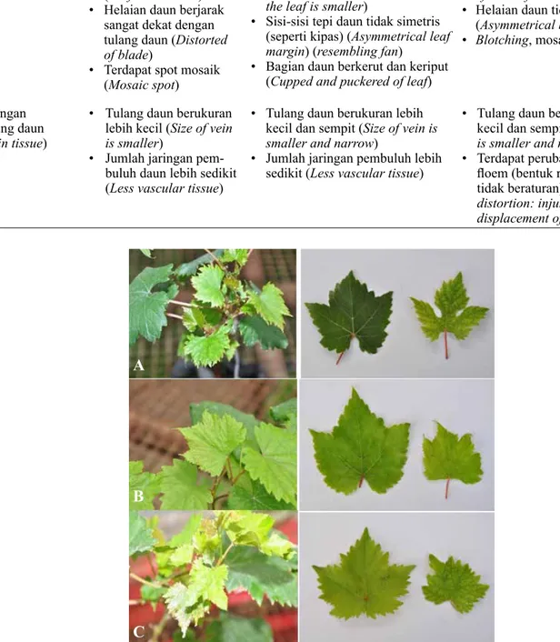 Gambar 1.   Gejala serangan GFLV pada tanaman anggur dan perbedaan antara daun yang sehat (kiri)  dan daun yang sakit (kanan) (A) varietas Probolinggo Super, (B) varietas Prabu Bestari, dan  (C) varietas Kediri Kuning [Symptom of GFLV on grape and differen