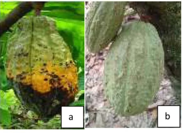 Gambar  5.  P.  palmivora  setelah  inokulasi  pada  kakao  sehat.  a,  zoospora.  b,  sporangium  dan c, miselium