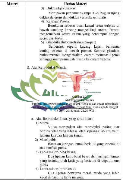 Gambar 2.2 Alat Reproduksi Wanita 