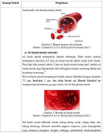 Gambar 2. Bagian-bagian sel-sel darah 
