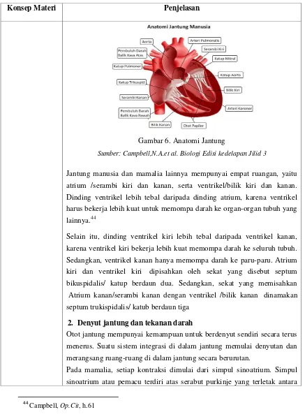Gambar 6. Anatomi Jantung 