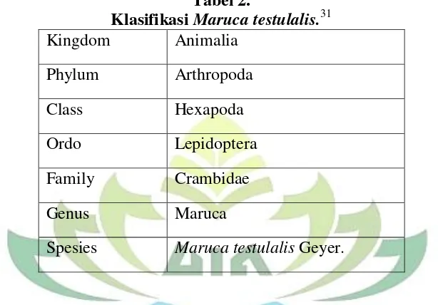 Klasifikasi Tabel 2. Maruca testulalis.31 