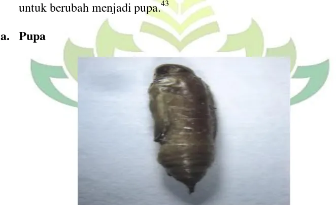 Pupa Gambar 3. Maruca testulalis.44 