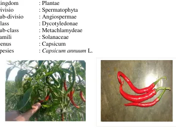 Gambar 1. Capsicum annum L. 