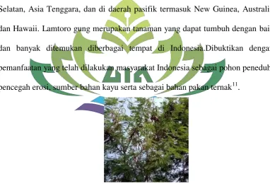 Gambar 1.  Pohon Lamtoro gung (Leucaena leucocephala)(Sumber : Dokumen pribadi) 