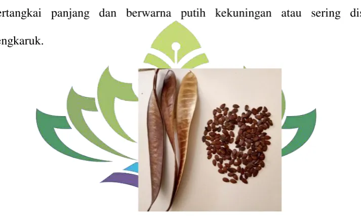 Gambar 2.  Biji Lamtoro gung (Leucaena leucocephala) (Sumber : Dokumen pribadi) 
