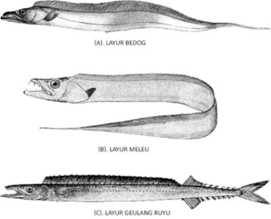 Gambar 2. Jenis – Jenis Ikan Layur  (Sumber : Wikipedia, 2017)  Jumlah  total  hasil  tangkapan  pancing  layur 