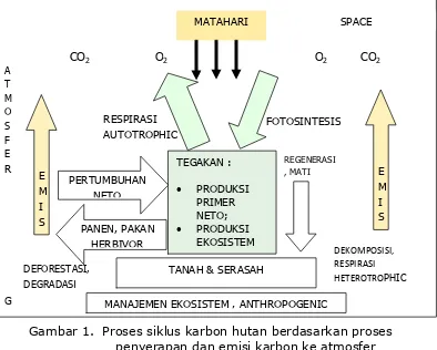 Gambar 1. Proses siklus karbon hutan berdasarkan proses