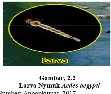 Tabel 2.2 Perbedaan larva instar I, II, III, dan IV 