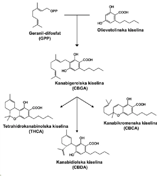 Tablica 4.: Prikaz pretvorbe kanabinoida pod utjecajem vanjskih faktora(izvor: Hazekamp,  2007.)
