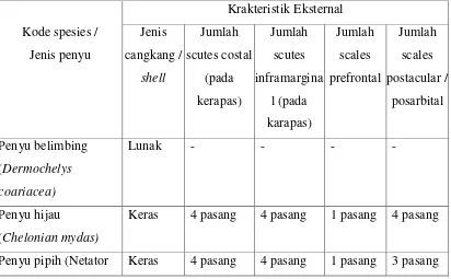 Table 2.1 Identifikasi penyu berdasarkan bentuk morfologi. 