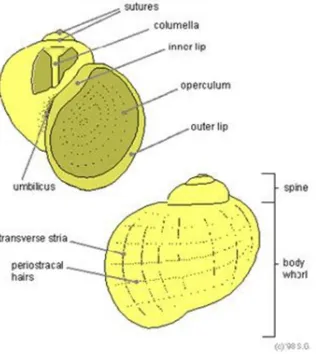 Gambar 2.1. Bagian-bagian cangkang gastropoda 