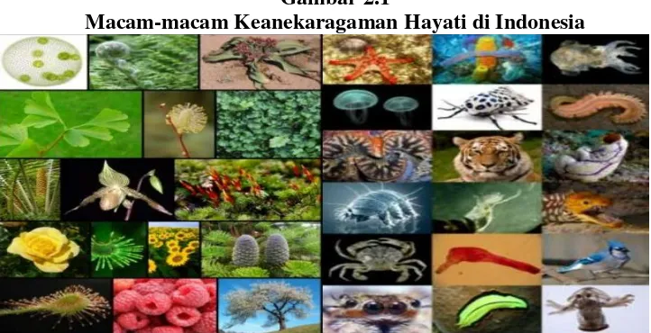 Gambar 2.1 Macam-macam Keanekaragaman Hayati di Indonesia 