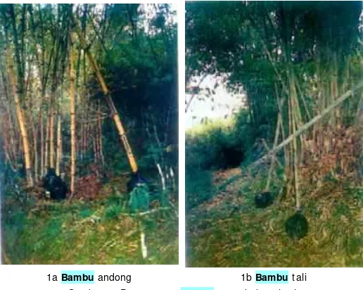 Gambar 1. Pengawetan  bambu metode boucheri 