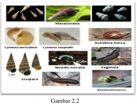 Jenis-Jenis GastropodaGambar 2.247