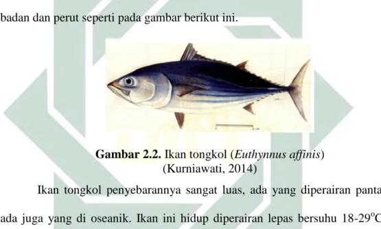 Gambar 2.2. Ikan tongkol (Euthynnus affinis)  