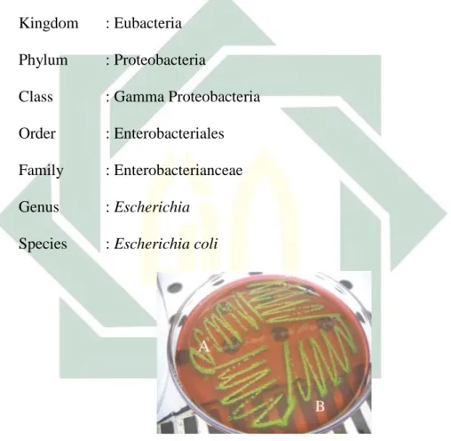 Gambar 2.3. Koloni Escherichia coli Pada Media EMB 