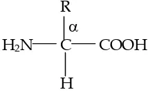 Gambar 14.1  Asam α  – amino karboksilat 