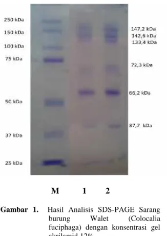 Gambar  1. Hasil  Analisis  SDS-PAGE  Sarang burung  Walet  (Colocalia fuciphaga)  dengan  konsentrasi  gel akrilamid 12%
