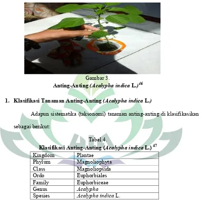 Klasifikasi Anting-Anting (Tabel 4.Acalypha indica L.) 47