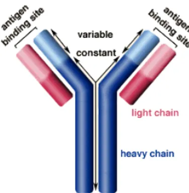 Gambar 1. struktur molekul antibodi (Sumber :  http//www.biology.arizona.edu/immunologl) 