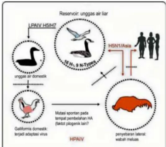 Gambar 2. Bagan patogenesis dan epidemiologi  influenza pada unggas (Sumber: Kamps, et al., 2006) 