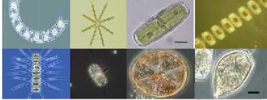 Gambar 2.1 Beberapa jenis fitoplankton