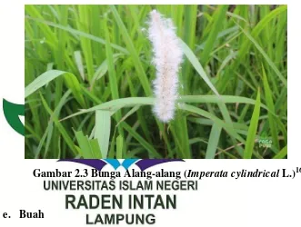 Gambar 2.3 Bunga Alang-alang (Imperata cylindrical L.)16 