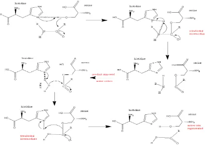Gambar 1. Reaksi Pemutusan Ikatan peptida Protein oleh Protease