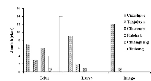 Gambar  1  menunjukkan  bahwa  hampir  semua  stadia  perkembangan  Oligota  sp.    bisa  ditemukan  di  lapangan
