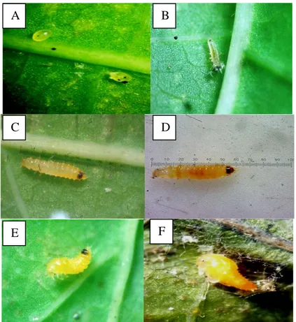 Gambar 2.  Fase perkembangan kumbang predator Oligota sp. (A) Telur Oligota sp. (B) larva instar 1 (C) larva instar 2 (D)  larva instar 3 (E) prapupa (F) pupa 