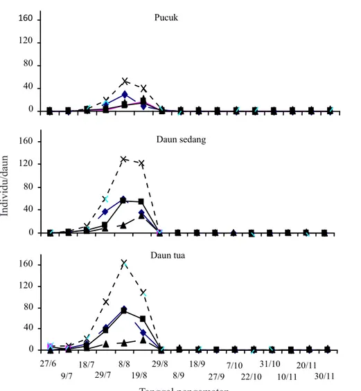 Gambar 2. Kelimpahan populasi tungau merah Tetranychus sp. pada dua kultivar jarak pagar IP2-P di Pakuwon