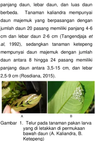 Gambar  1.  Telur pada tanaman pakan larva  yang di letakkan di permukaan  bawah daun (A