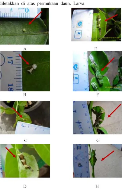 Gambar 3.  Pradewasa  kupu-kupu Papilio  memnon, A).telur, B). larva  instar  1, C),  larva instar 2, D)