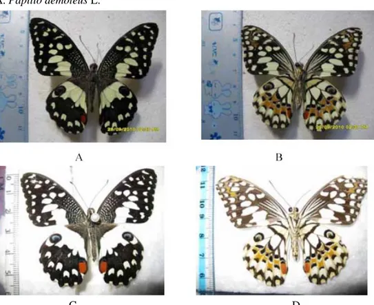 Gambar 4. Imago Papilio  demoleus, A). betina  tampak  dorsal,  B).  betina  tampak  ventral, C)