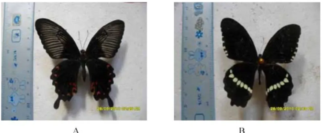Gambar 5. Imago Papilio polytes, A). betina, B). jantan