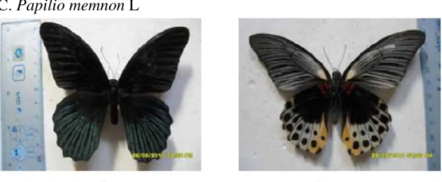 Gambar 6. Imago Papilio memnon, A). jantan, B). betina