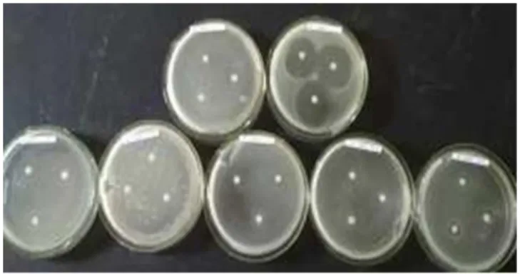 Gambar 2.  Tingkat Respon Penghabatan                     Pertumbuhan Bacillus subtilis                    Terhadap Variasi Konsentrasi Asap                    Cair