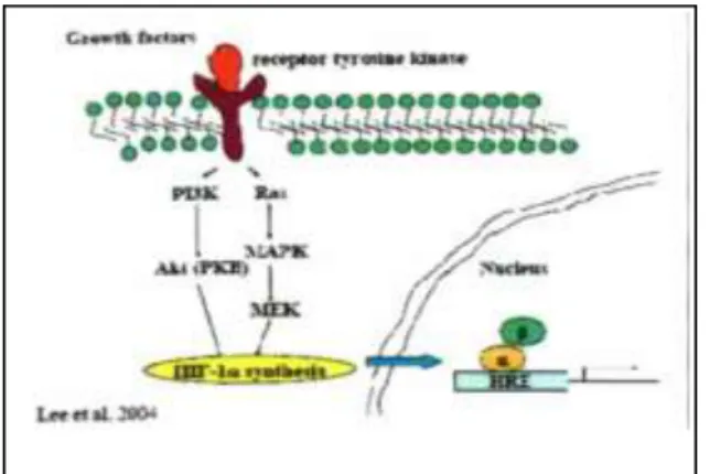 Gambar 2.11. Sintesis HIF-1α Kompleks tirosin kinase-faktor pertumbuhan sintesis HIF-1α melalui 