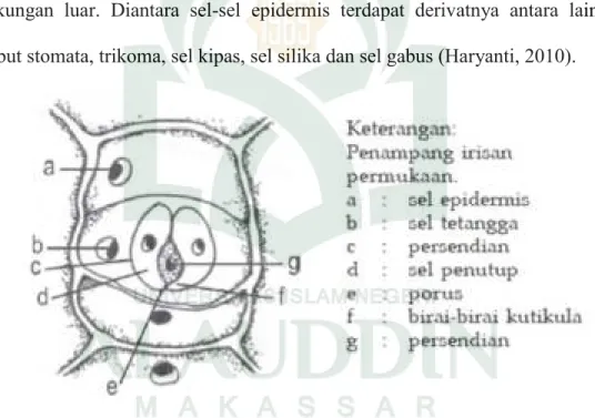 Gambar 2.3. Stomata dan bagian stomata (Biomagz, 2018) 