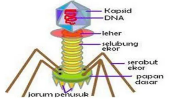 Gambar 2.3 : Struktur Tubuh Virus. 42