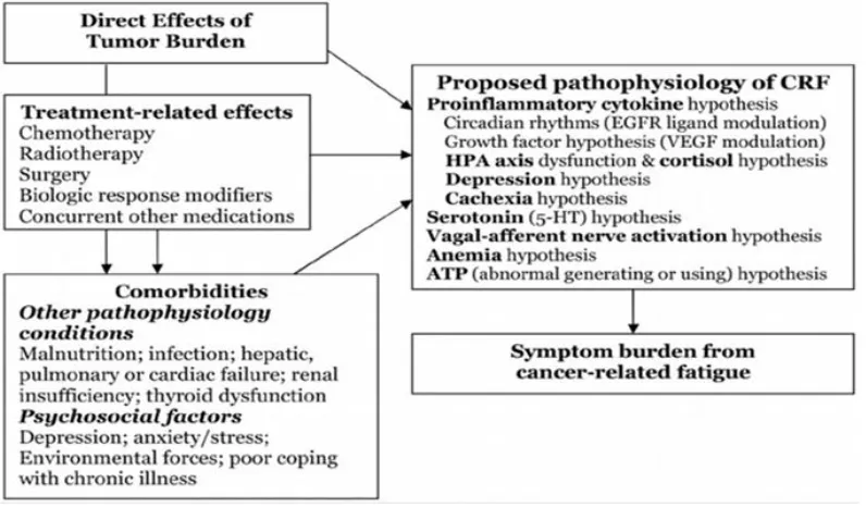 Fig. 1. Pathophysiology of Cancer Related Fatigue (Wang 2012). 