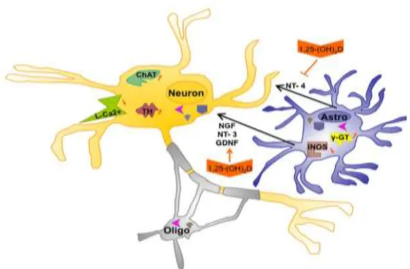 Gambar 2.6. Vitamin D dan sel CNS 