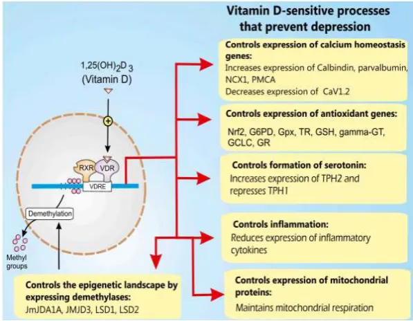 Gambar 2.7. Vitamin D dan Depresi 
