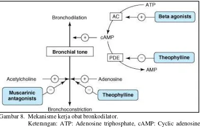 Gambar 8.  Mekanisme kerja obat bronkodilator. Keterangan: ATP: Adenosine triphosphate, cAMP: Cyclic adenosine monophosphate, AMP: Adenosine monophosphate, AC: Adenyl cyclase, PDE: Phosphodiesterase