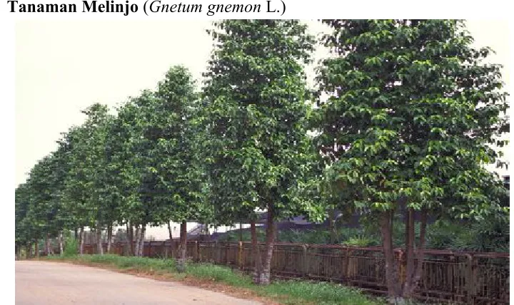 Gambar 3.1. Pohon melinjo (G.gnemon L.)