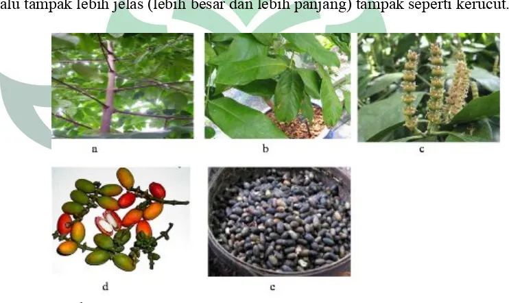 Gambar 3.2. (a) batang, (b) daun, (c) bunga, dan (d) biji tanaman melinjo