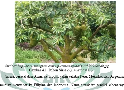 Gambar 4.1. Pohon Sirsak (A.muricata L.)